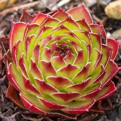 Sempervivum - Dachwurz - Hauswurz